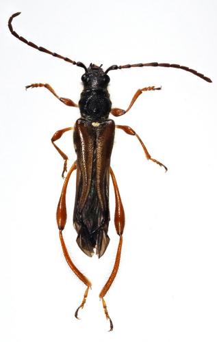 Réf. 184 085 : Stenopterus creticus