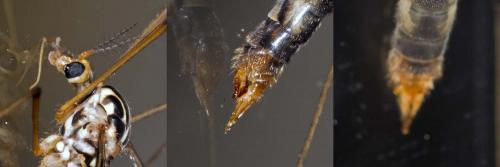 Nephrotoma quadrifaria