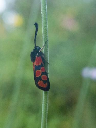 Zygaena hilaris