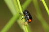 184760 – Photo : Michel Ehrhardt – France (68)