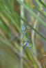184600 – Photo : Bertrand Piney – France (85)