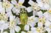 184349 – Photo : Fabricius – France (13)