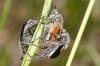 184864 – Photo : Fabricius – France (13)