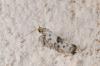 184876 – Photo : Fabricius – France (13)