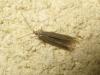 Coleophora sp.
