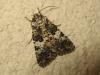 184793 – Photo : The Ghost Nightjar – France (56)