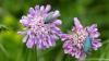 184451 – Photo : Greenlife – France (01)