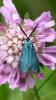 184450 – Photo : Greenlife – France (01)