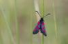 184566 – Photo : patrick derennes – France (44)