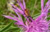 184188 – Photo : Martine Giban-Lucber – France (36)