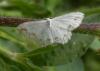 184808 – Photo : Dominique THAUVIN – France (45)