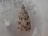 184931 – Photo : Dominique THAUVIN – France (45)
