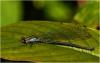 Argia medullaris