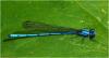 Argia medullaris