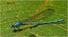 Argia medullaris
