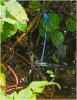 Argia medullaris