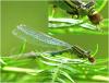 Erythromma lindenii