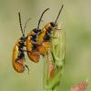 184757 – Photo : Pascal Vigneron – France (52)