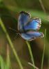 184149 – Photo : Christophe Picq – France (86)