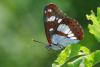 184765 – Photo : Pascal Vigneron – France (52)