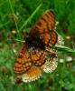 184502 – Photo : Calvin Siméon – France (09)