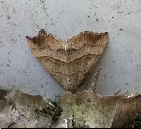 THOMAS LUX - Hypena proboscidalis - réf. 184357 (494 x 452 pixels, 47 ko)