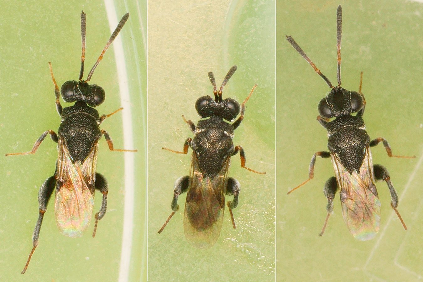 Pierre Gros - Haltichella rufipes - réf. 184030 (1350 x 900 pixels, 216 ko)