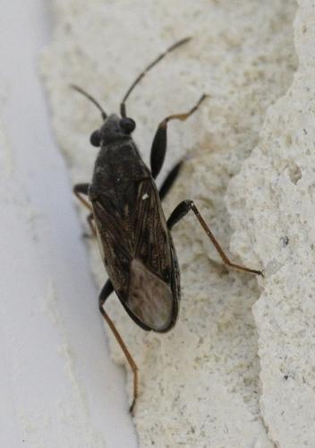 Réf. 185 080 : Peritrechus gracilicornis