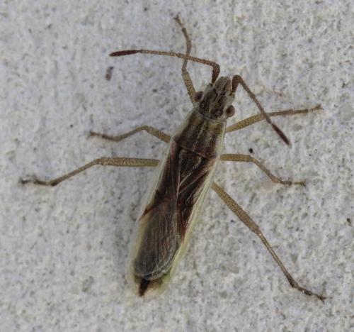 Réf. 185 082 : Myrmus miriformis