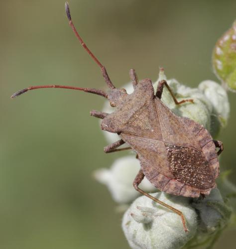 Réf. 185 106 : Coreus marginatus