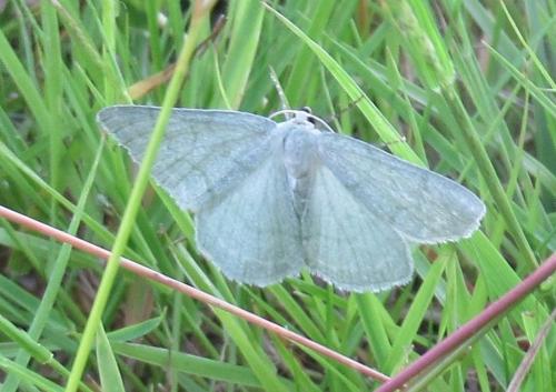 Réf. 185 038 : Pseudoterpna pruinata