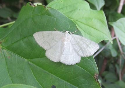 Réf. 185 039 : Pseudoterpna pruinata