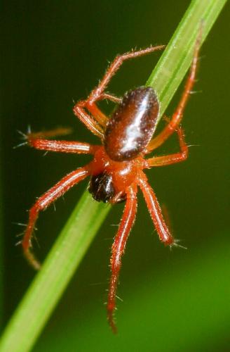 Hypsosinga heri
