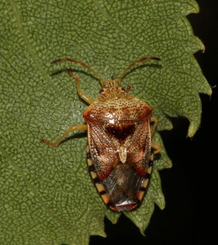 Elasmucha grisea grisea