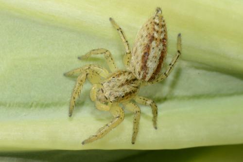 Marpissa pomatia