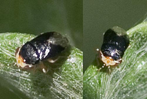 Réf. 185 517 : Geocoris erythrocephalus