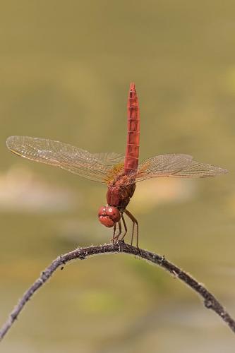 Réf. 185 282 : Crocothemis erythraea