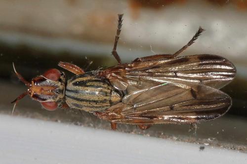 Dorycera graminum