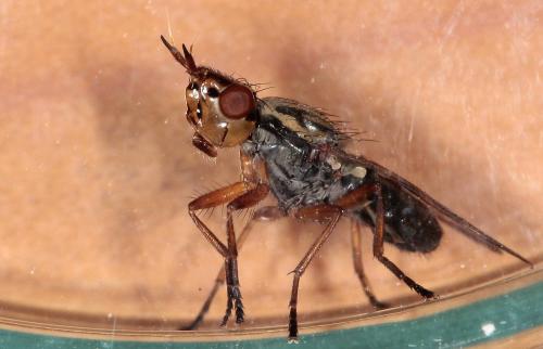 Dorycera graminum