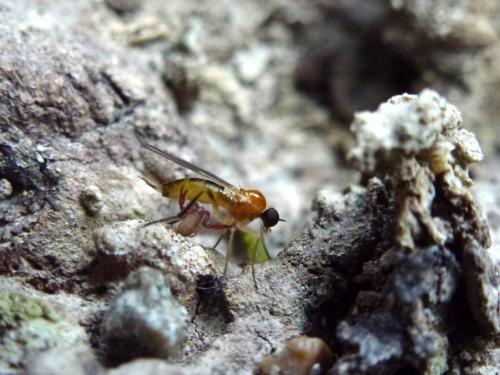 Lamprochernetinae
