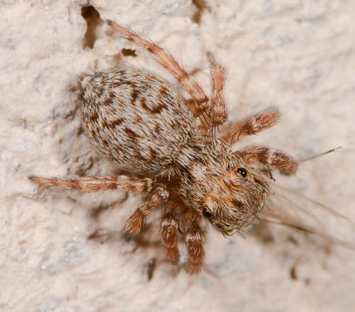 Réf. 185 386 : Pseudeuophrys vafra