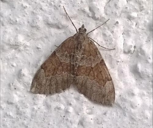 Réf. 185 850 : Thera obeliscata