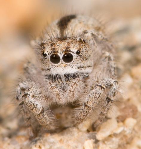 Réf. 185 259 : Pseudomogrus univitattus