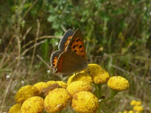 Lycaena phlaeas