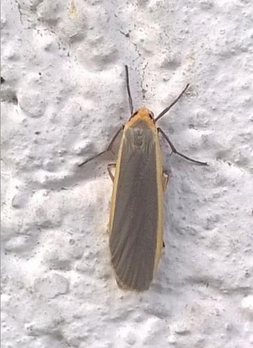 Eilema lurideola