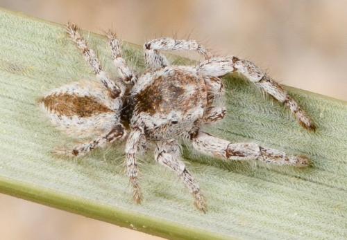 Pseudomogrus sp.