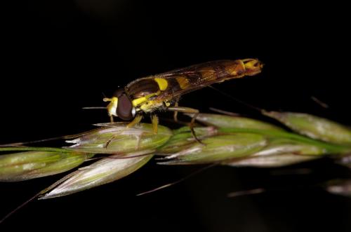 Sphaerophoria scripta