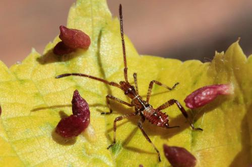 Leptoglossus occidentalis