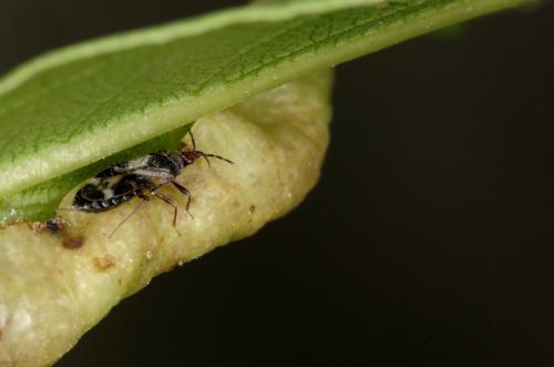 Anthocoris sp.