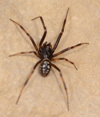 Réf. 185 434 : Steatoda albomaculata